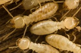 Termite Control in the Home