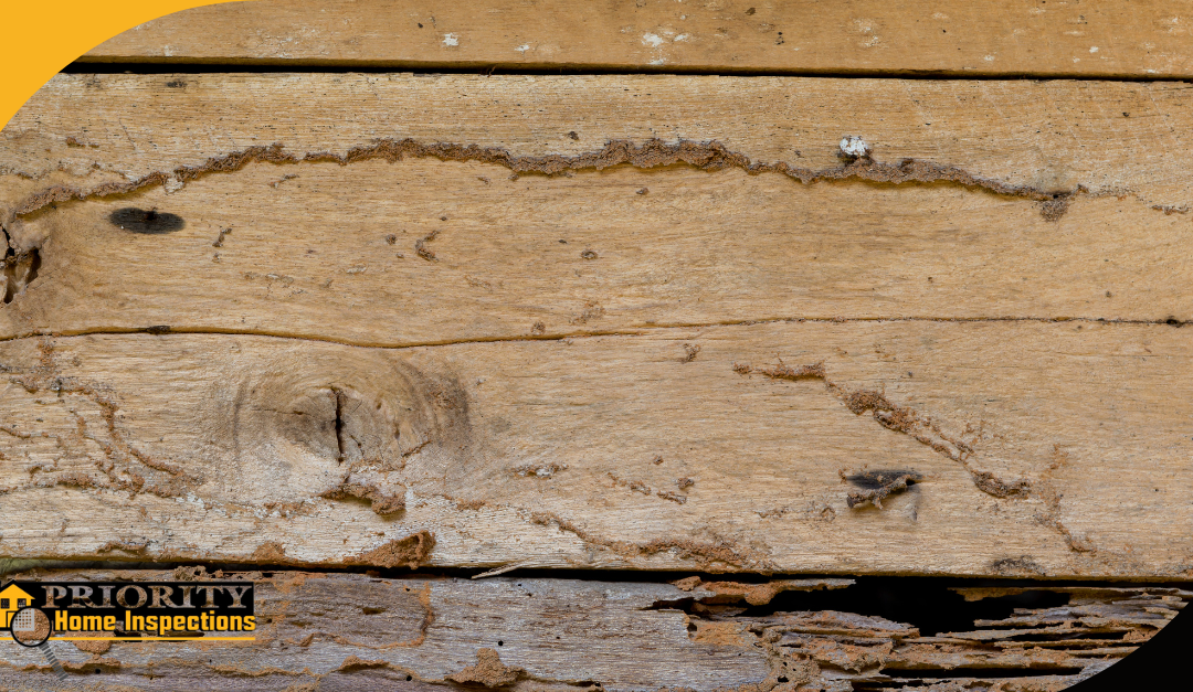 Termite Damage? A Home Inspection Will Reveal It