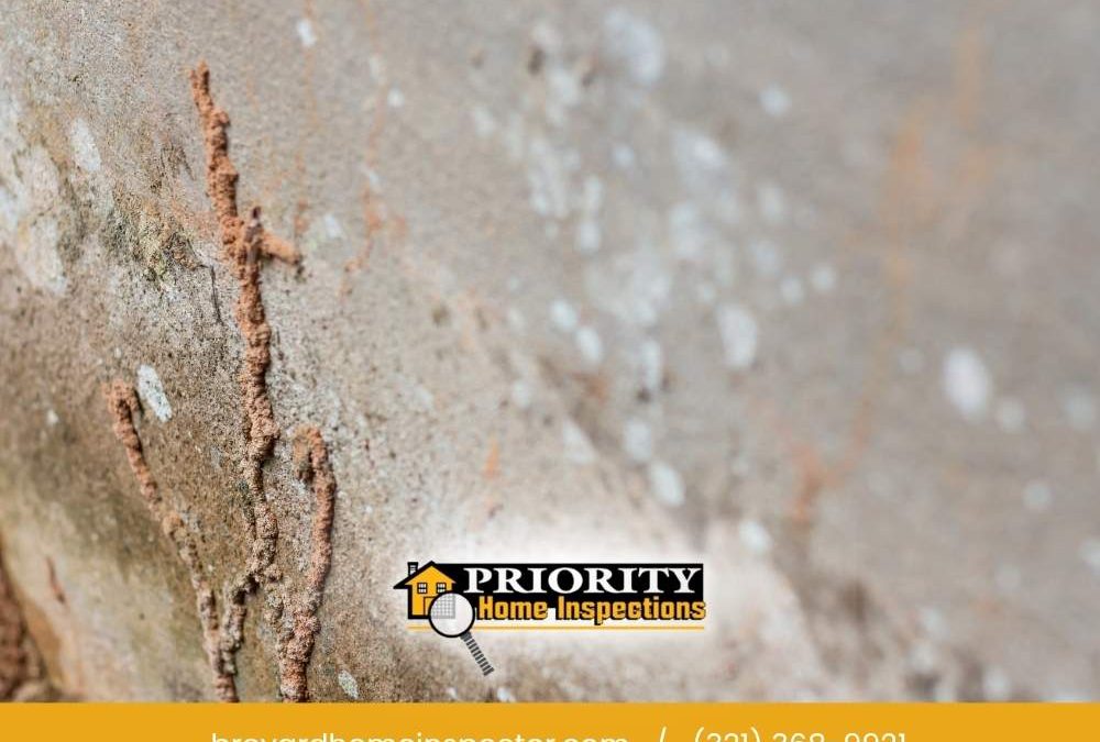 Spring Termite & Moisture Warning Signs | Satellite Beach, FL